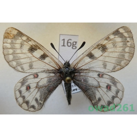 Parnassius simo ssp. miroku Inaoka & Shinkai, 1994 China16g
